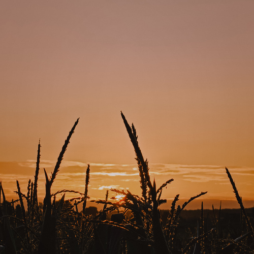 Photo #13966935