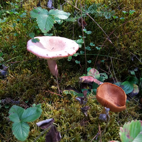 Photo #13967083