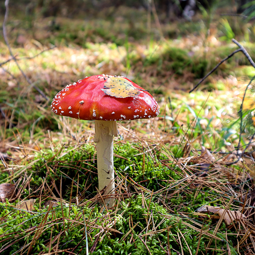 Photo #13967294