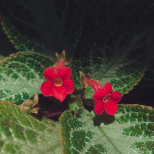 Vibrant Botanical Duet