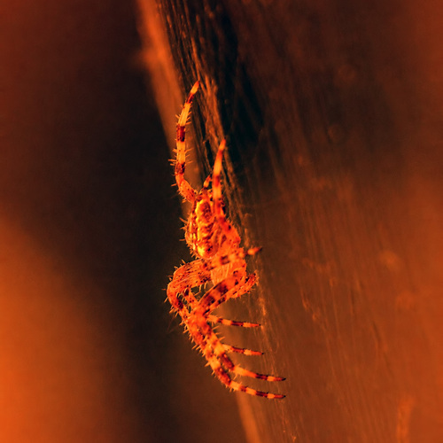 Photo #13967619
