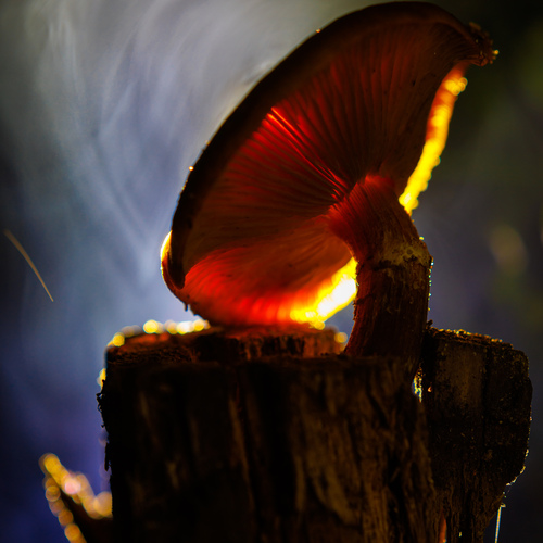 Photo #13967694