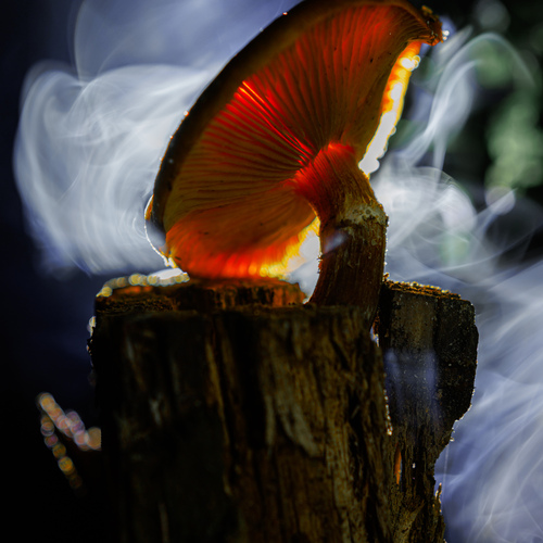 Photo #13967720