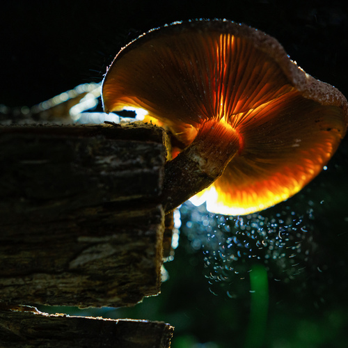 Photo #13967726