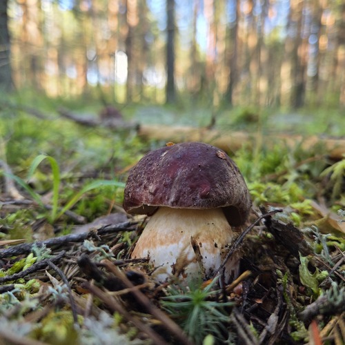 Photo #13968514