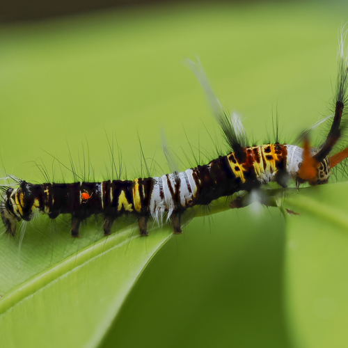 Mating