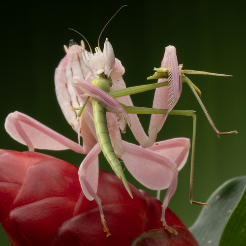 Dance with the prey