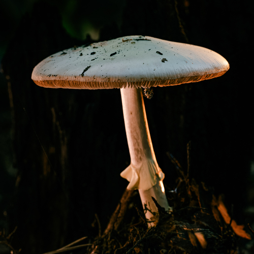 Photo #13968573