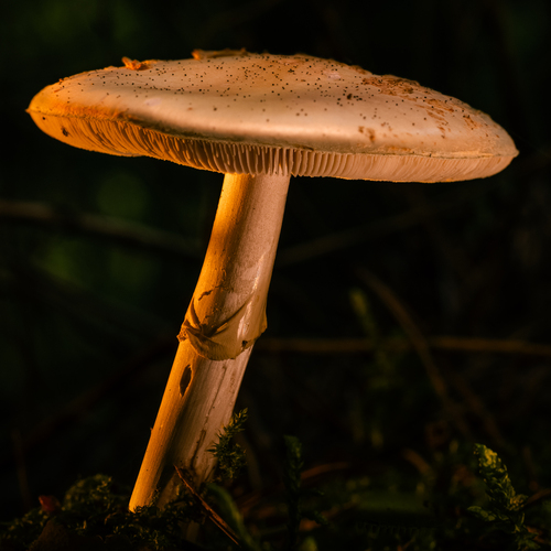 Photo #13968574