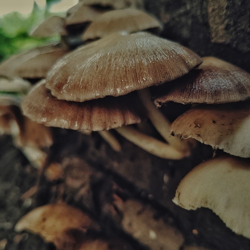 Photo #13968685