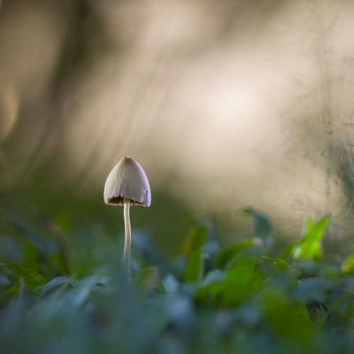 Silent Guardian Among the Grass
