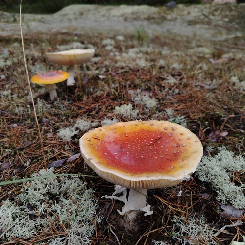 Photo #13969050