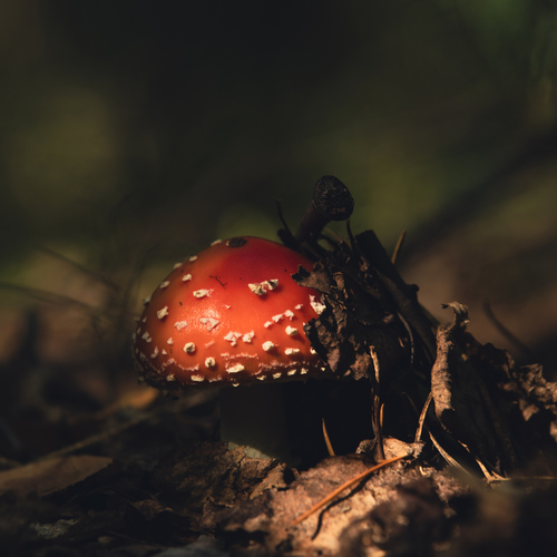 Photo #13969469