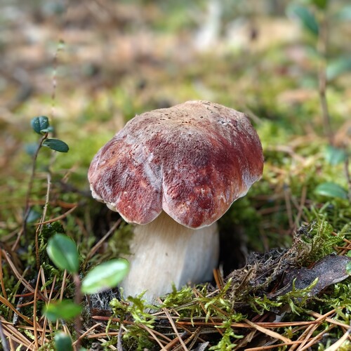 Photo #13969505