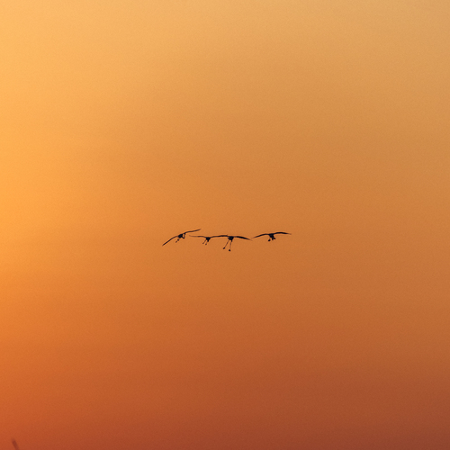 Photo #13969693