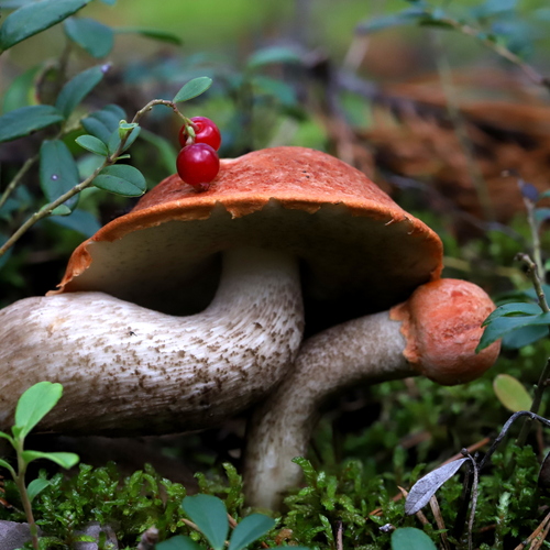 Photo #13970027