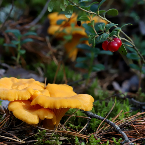 Photo #13970028