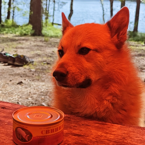 Photo #13970242