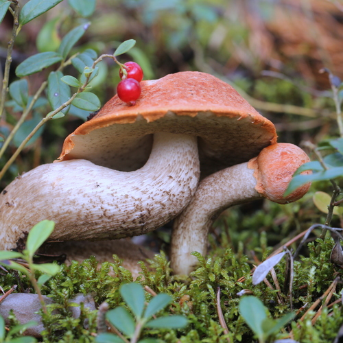 Photo #13970374