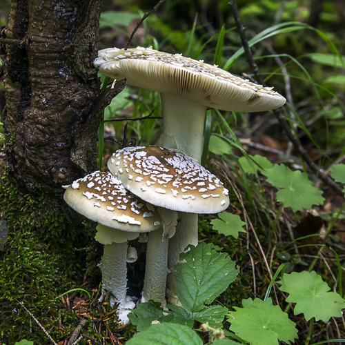 Photo #13970432