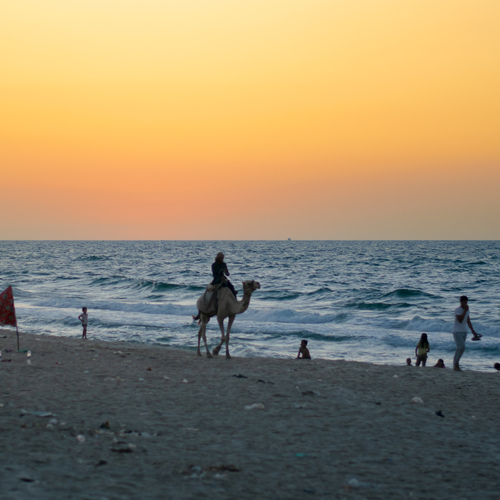 A serene beach scene at sunset, where the warm yellow and orange sky reflects off the ocean waves. A rider on a camel strolls along the shoreline while beachgoers relax and walk near the water\'s edge.