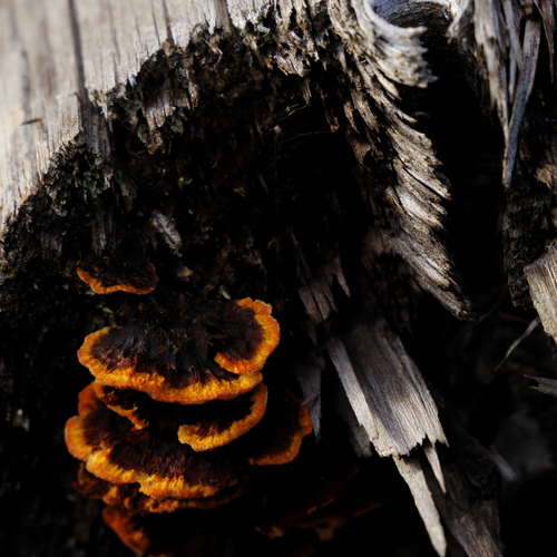 Photo #13970633