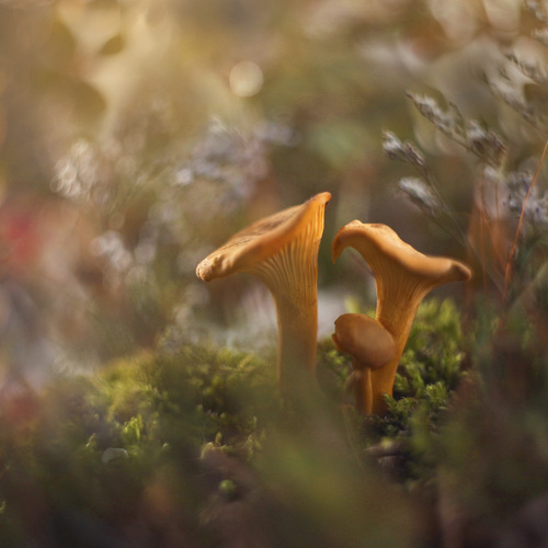 Photo #13970786