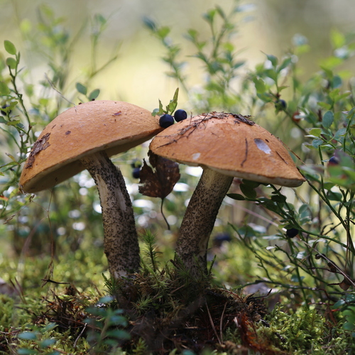 Photo #13970799