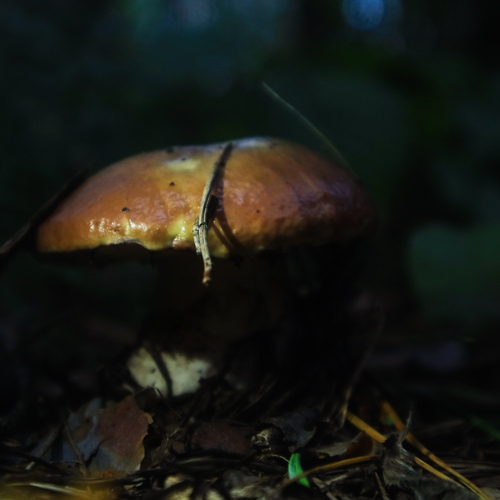 Photo #13970924