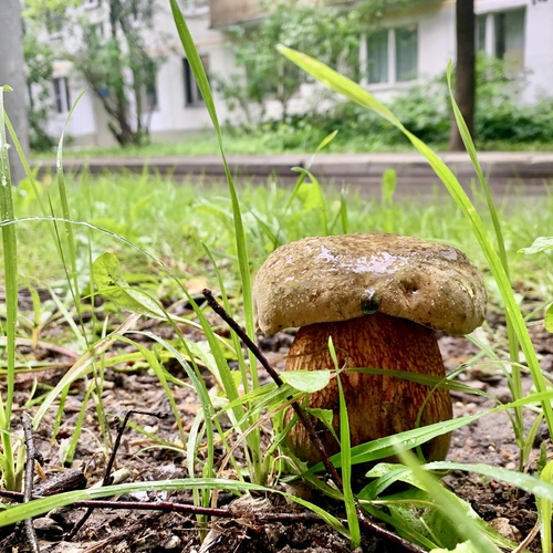 Горожанин