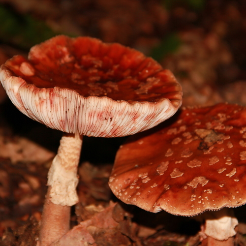 Photo #13971208