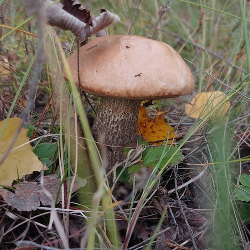 Photo #13971474