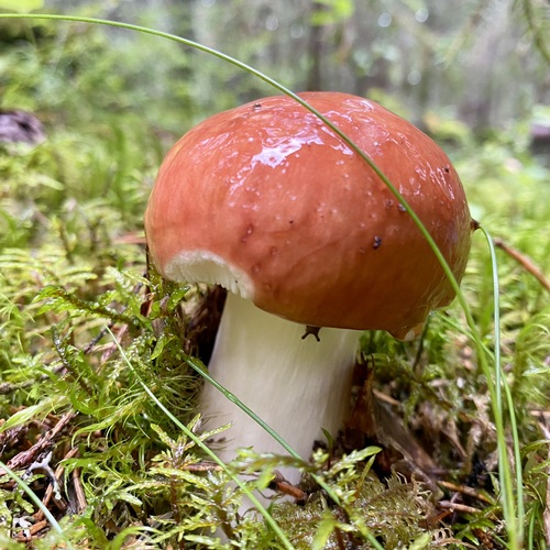 Photo #13971487