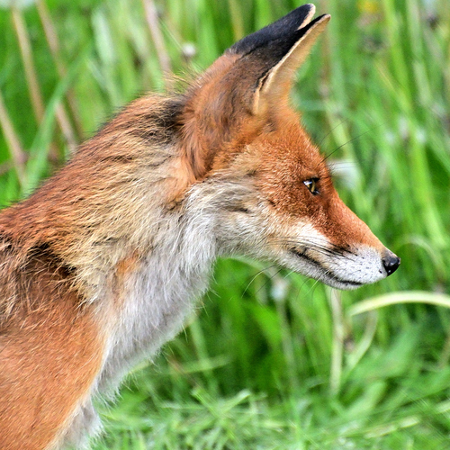 Photo #13972434