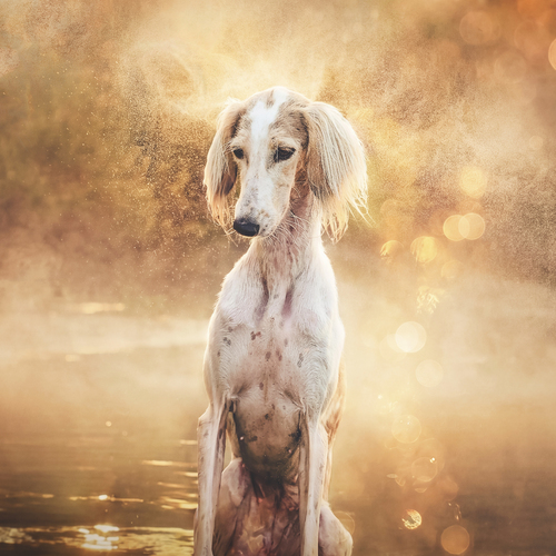 Photo #13972556