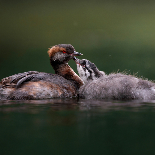 Photo #13972647
