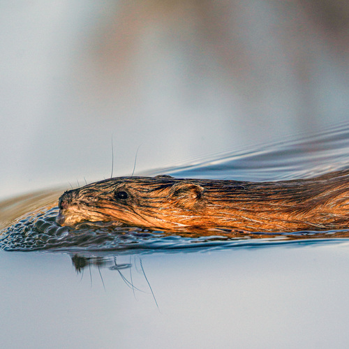 Photo #13973126