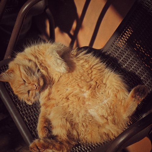 Photo #13973238