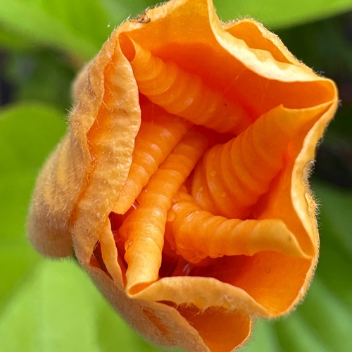 Unfurling Beauty