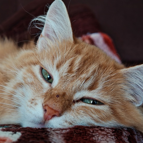 Photo #13973423