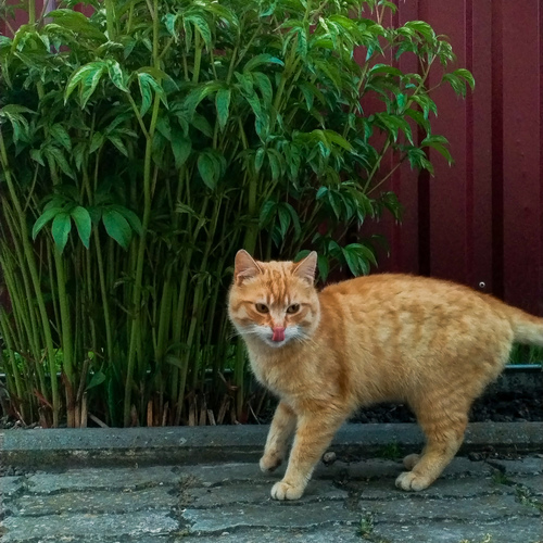 Photo #13973536