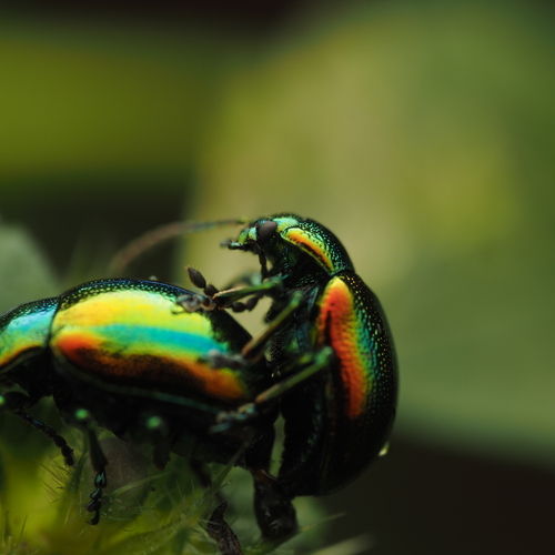Chrysolina sp. (Metallic Leaf Beetle)