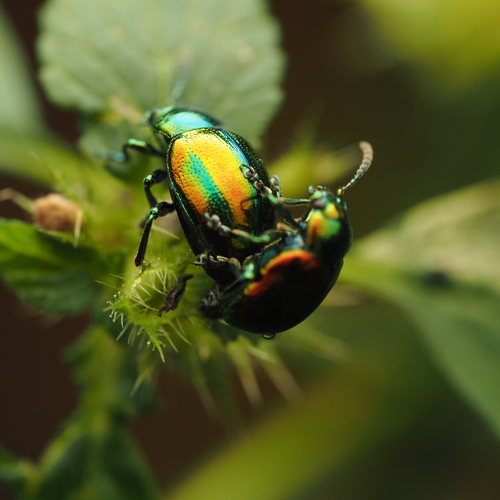 Chrysolina sp. — Metallic Leaf Beetles