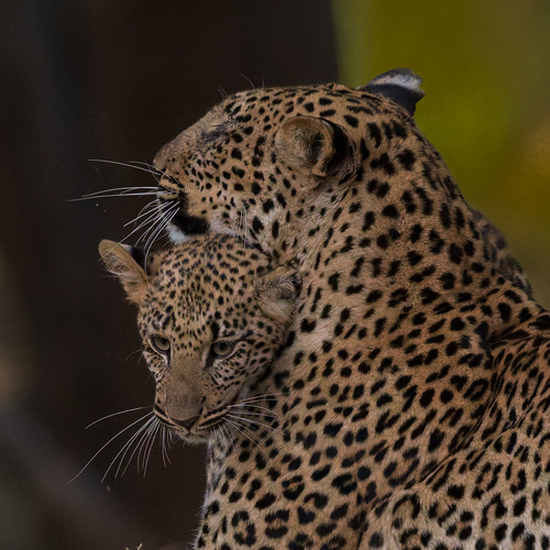 Photo #13974242