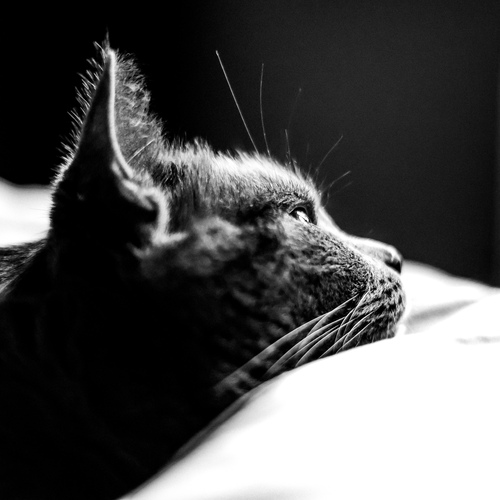 Photo #13974402