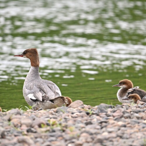 Photo #13974615