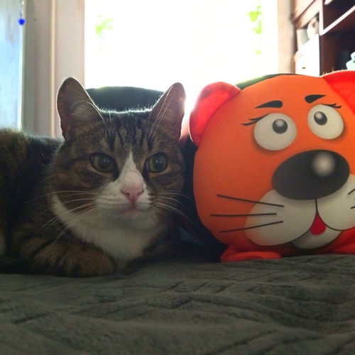 Photo #13974617