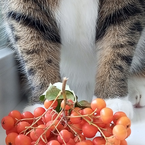 Photo #13974620