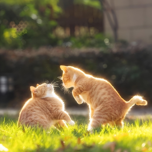 The Silent Duel