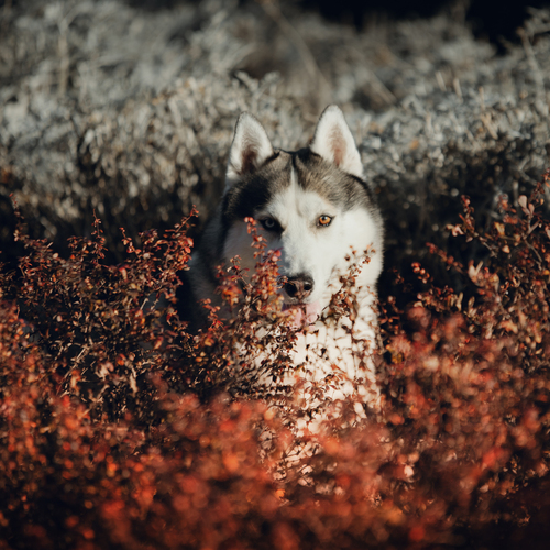 Photo #13974796